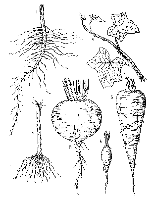 Root shapes
