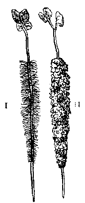 Seedling of Sinapis alba