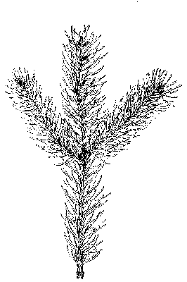 Branch of Norway Spruce