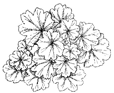 Branch of Geranium