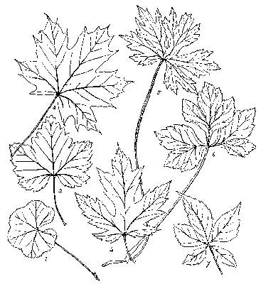 Series of palmately-veined leaves