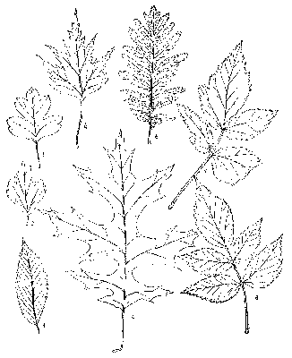 Series of pinnately-veined leaves