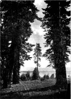 Photographs by Lynwood Abbott. PINES OF THE SIERRAS