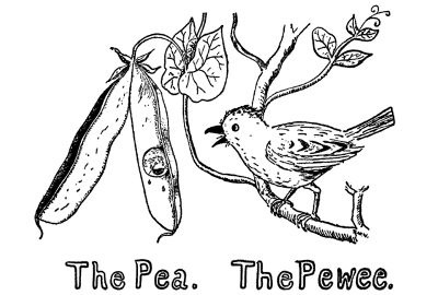 The Pea. The Pewee.