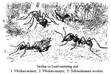 Saüba or Leaf-carrying ant.—1. Worker-minor; 2. Worker-major; 3. Subterranean worker.