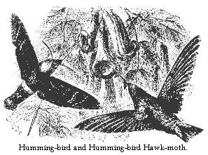 Humming-bird and Humming-bird Hawk-moth.