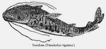 Surubin (Pimelodus tigrinus.)