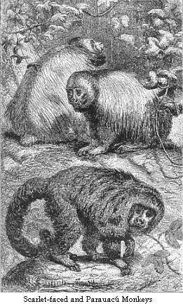 Scarlet-faced and Parauacú Monkeys.