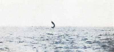 Leaping Sailfish 2