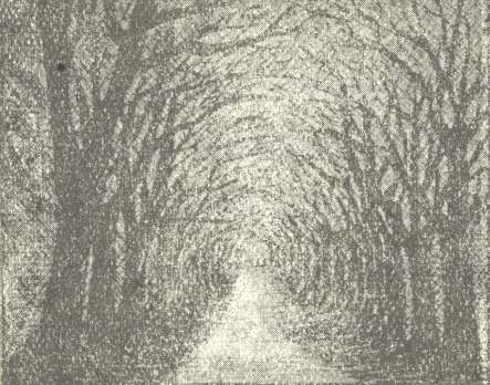 Sketch of tree-lined path