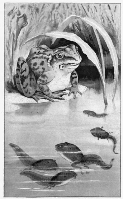 THE BIGGEST FROG TOLD THEM STORIES.