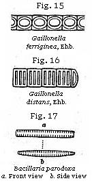 Figs 15 and 16: Gaillonella; Fig. 17: Bacillaria parodoxa