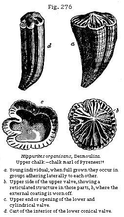 Fig. 276: Hippurites
organisans. Upper chalk:—chalk marl of Pyrenees?