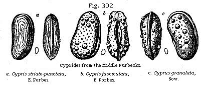 Fig. 302: Cyprides from the Middle Purbecks.