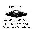 Fig. 493: Fusulina cylindrica.