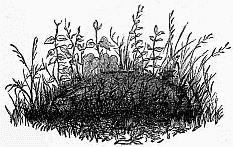 mound of grass