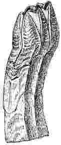 Balanus perforatus, var. fistulosis.