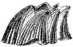 Balanus amphitrite, var. venustus.