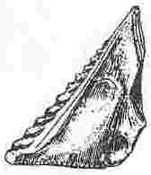 Balanus amaryllis, scutum.
