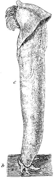Xenobalanus globicipitis.