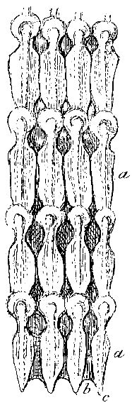 Xenobalanus globicipitis.