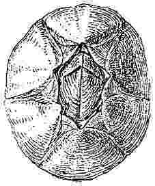 Chthamalus stellatus, var. d (fragilis).