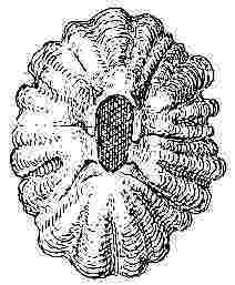 Chthamalus fissus.