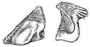 Chamæsipho scutelliformis, scutum and tergum.
