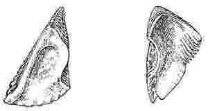 Pachylasma giganteum, scutum and tergum.