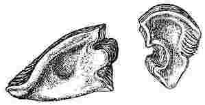 Catophragmus polymerus, scutum and tergum.