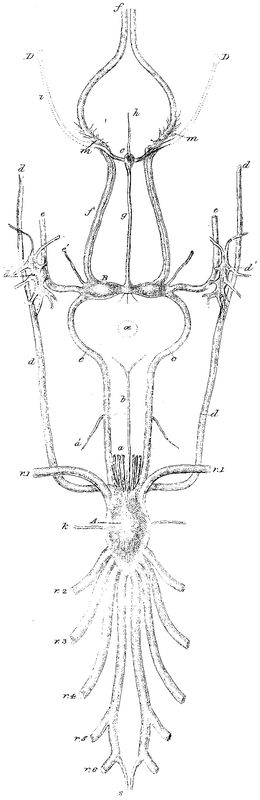 Coronula diadema, nervous system.