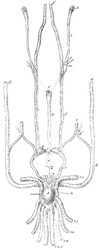 Balanus tintinnabulum, nervous system.