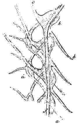 Tubicinella trachealis, cementing apparatus.
