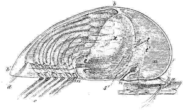Lepas australis, larva (last stage).