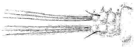 Abdomen and two caudal appendages.