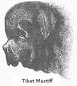 Tibet mastiff