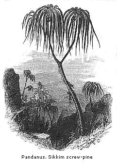 Pandanus. Sikkim
screw-pine