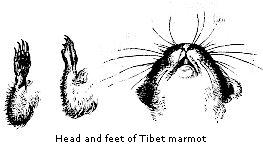 Head and feet of
Tibet marmot