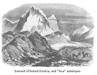 Summit of forked
Donkia, and “Goa” antelopes