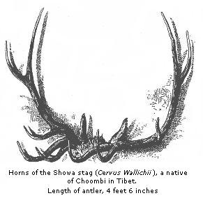 Horns of the Showa
stag (Cervus Wallichii), a native of Choombi in Tibet.