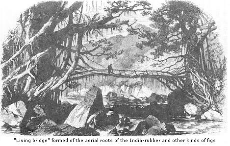 Living bridge
formed of the aerial roots of the india-rubber and other kinds of figs.