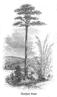 Gurjun tree