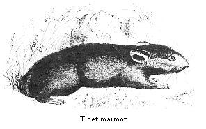 Tibet marmot