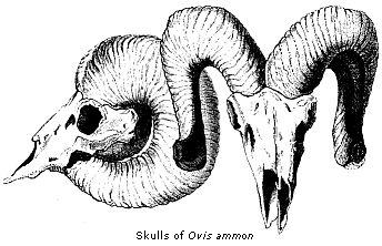 Skulls of Ovis
ammon.