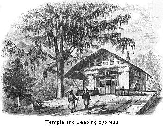 Temple and weeping
cypress
