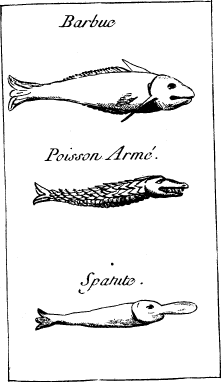 Top: Cat Fish—Middle: Gar Fish—Bottom: Spoonbill
Catfish
