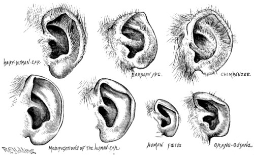 Vestigial characters of human ears.