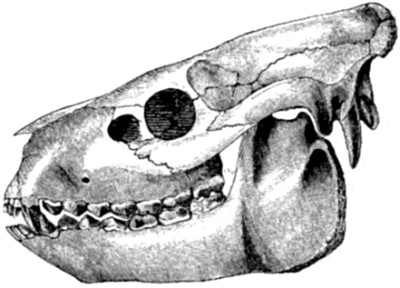 Fig. 60.—Skull of Oreodon Culbertsoni. (After Leidy.)