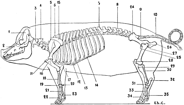 The Project Gutenberg eBook of The Artistic Anatomy of Animals, by