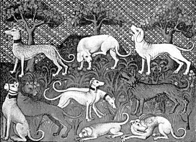 THE FIVE BREEDS OF HOUNDS DESCRIBED IN THE TEXT